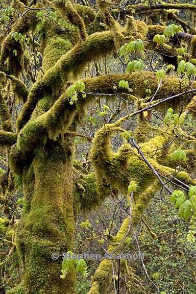 mossy maple 3506 a graphic